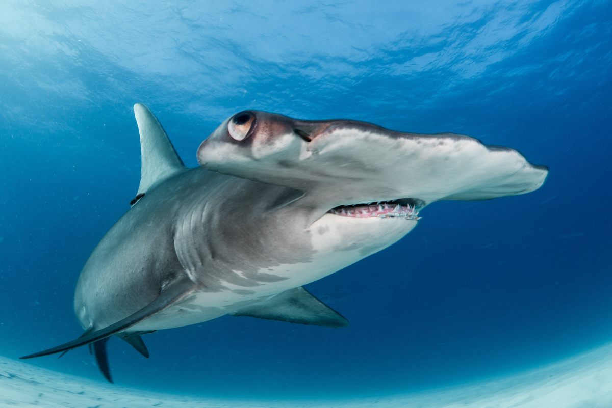 What Sharks are in the SC Waters Series? Learn About Hammerhead Sharks ...